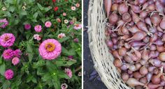 two baskets filled with different types of flowers next to each other in the same basket