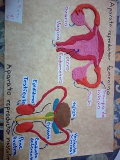 diagram of the human body with labels and pictures on it, including an occipitis