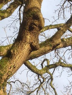 a bird is perched on the branch of a tree with no leaves and blue sky in the background