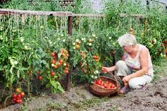 an older woman kneeling down in the dirt picking tomatoes