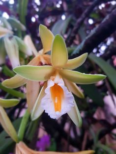 an orange and white flower with green leaves