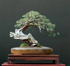 a bonsai tree sitting on top of a wooden table