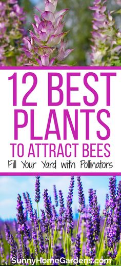 flowers on top and bottom, middle says "12 best plants to attract bees: fill your yard with pollinators". Bee Flowers Garden, Best Flowers For Bees And Butterflies, Best Flowers To Plant For Honey Bees, Bees Favorite Flowers, Garden For Bees And Butterflies, Shade Pollinator Plants, Plant These Save The Bees, Bee Garden Ideas Landscapes, Herbs For Bees