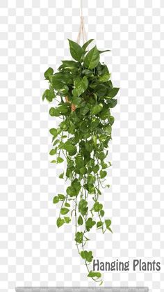 a hanging plant with lots of green leaves on it's side, against a white background