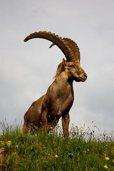 an animal with large horns standing on top of a grass covered hill next to flowers