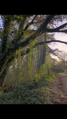 a dirt road surrounded by trees and bushes