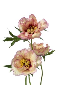 two pink flowers with green stems on a white background