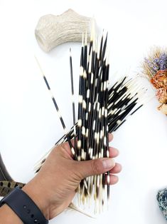 Authentic African Porcupine Quills, 5 pcs, 9-12" long quills, Quill Needles for Quillwork, Quills for Hats, Large Quill, Quills for Jewelry, Quill for Beading, Beads Beautiful large authentic Porcupine Quills from Africa, in a rich mixture of Black, Dark Brown, and White stripes and ready to be used. Our quills are cruelty-free and animals are NOT hurt in any way. The quill will come off naturally and are gathered from the ground - not pulled from the animal. Porcupines are very sensitive animal African Porcupine, Ale Horn, Quill Earrings, Porcupine Quills, Natural Patterns, Close Up Pictures, Hair Sticks, Natural Beads, Bird Feathers