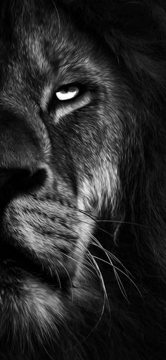 a black and white photo of a lion's face with its eyes wide open