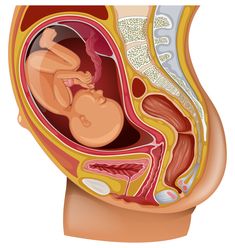 Turn A Breech Baby, Human Anatomy Model, Breech Babies, Medical Pictures, Graphic Design Portfolio Inspiration, Anatomy Models, Baby Illustration