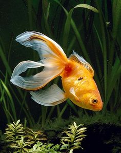 a goldfish swimming in an aquarium filled with plants and algaes, looking to its left