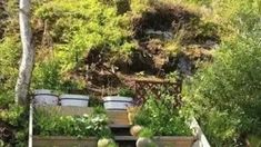 several planters with plants growing in them on the side of a hill next to trees