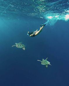 a woman swimming in the ocean with two sea turtles