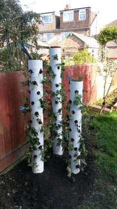 four white pipes with plants growing on them in the yard next to a fence and building