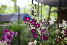 purple and white flowers are in the foreground, with trees in the back ground