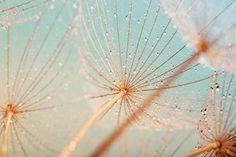 the dandelion has drops on it and is in front of a blue sky