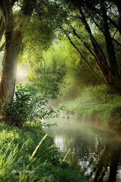 a river running through a lush green forest filled with lots of trees and grass on both sides