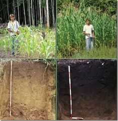 four pictures of people standing in the middle of a field with corn growing on it