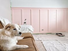 a white dog sitting on top of a couch in a living room next to a pink wall