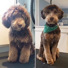 two pictures of a brown dog sitting next to each other