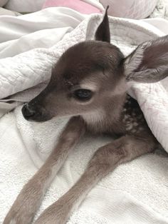 a baby deer is wrapped in a blanket