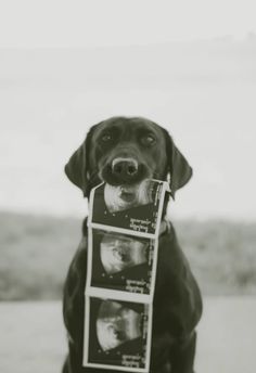 a black dog is holding an x - ray in its mouth and looking at the camera