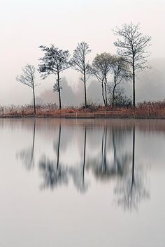 trees are reflected in the still water on a foggy day