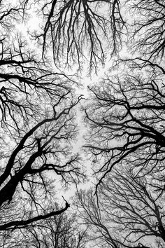 looking up at the tops of tall trees in winter, with no leaves on them