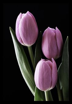 three pink tulips with green leaves on a black background