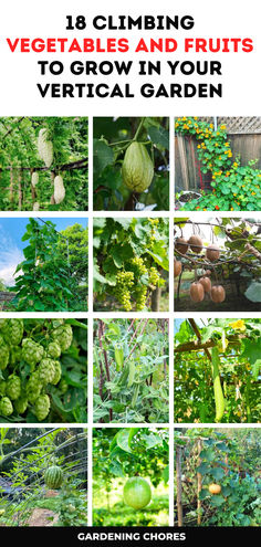 18 Climbing Vegetables and Fruits to Grow Vertically On A Trellis Vertical Fruit And Vegetable Garden, Growing Vegetables On A Trellis, Vining Vegetable Plants, Climbing Vegetable Plants, Trellis Vegetables, Vine Vegetables, Vining Vegetables, Growing Strawberries Vertically, Climbing Vegetables