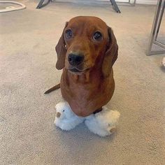 a brown dog sitting on top of a white stuffed animal