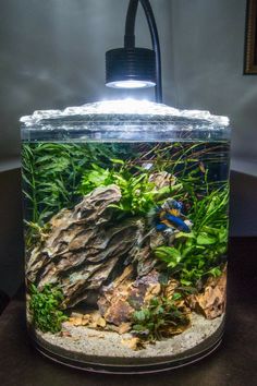 an aquarium with plants and rocks in it