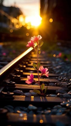 a single pink flower sitting on top of train tracks near the sun rising behind it