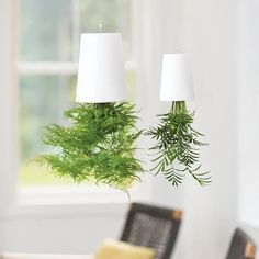 two green plants hanging from the ceiling above a dining room table