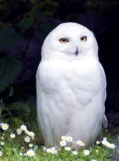 an owl is sitting in the grass with daisies around its neck and yellow eyes