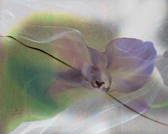 an image of a flower that is in the air with light coming from it's petals