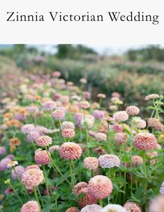 a field full of pink and yellow flowers with the words zinna victorian wedding