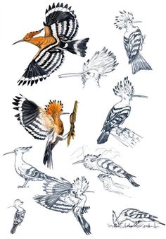 several different kinds of birds flying in the air with their beaks open and wings extended