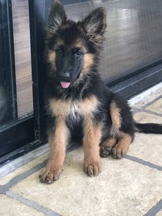 a puppy sitting on the ground in front of a door