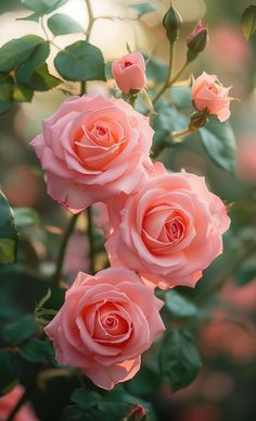 three pink roses with green leaves in the foreground and sunlight shining through the background