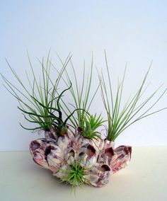 some very pretty flowers and plants on a white counter top with grass growing out of them