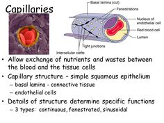 the structure of an animal's body and its structures in which it is located