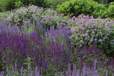 purple flowers are growing in the garden