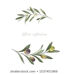 an olive tree branch with leaves and berries on it, watercolor illustration isolated on white background