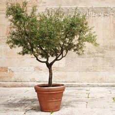 a small tree in a pot on the sidewalk