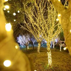 the trees are covered with lights in the park