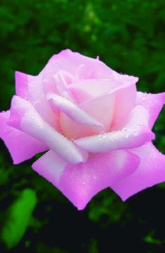 a pink rose with water droplets on it's petals in front of green grass