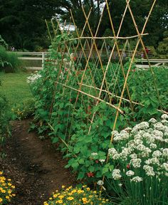 the garden is full of plants and flowers, including straws that are attached to trelliss