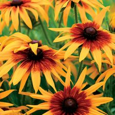 many yellow and red flowers in a field