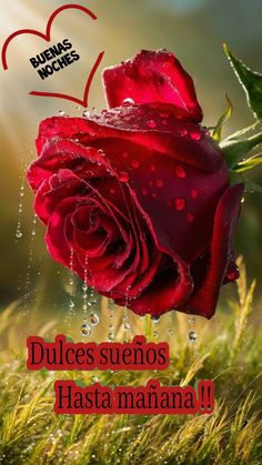 a red rose with water droplets on it and the words dulces sueros hasta manana